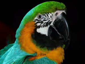 parrot-4078_960_720